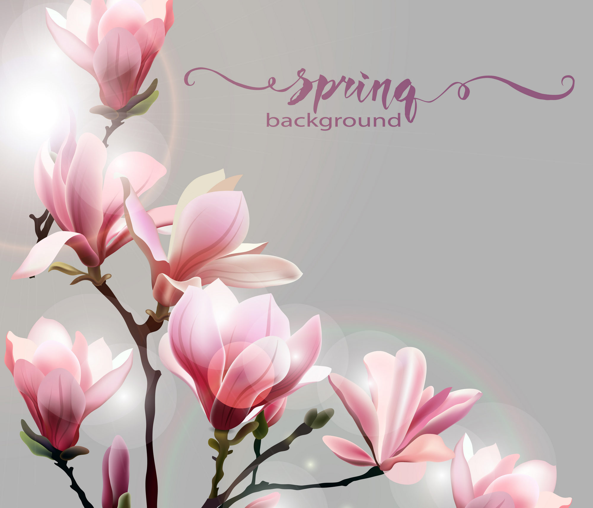 Spring background with blossom brunch of Magnolia. Template Vector.